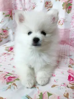 Photo №3. White german spitz. Russian Federation