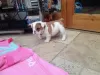 Photo №2 to announcement № 129504 for the sale of english bulldog - buy in Netherlands private announcement