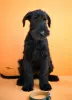 Additional photos: Giant Schnauzer Puppies