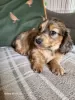 Photo №3. longhaired male minature dachshund. United States