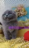 Photo №2 to announcement № 127486 for the sale of scottish fold - buy in Czech Republic breeder