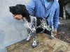 Photo №4. I will sell german shorthaired pointer in the city of Lapovo.  - price - negotiated