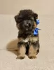 Additional photos: Long Haired German Shepherd - PUPPIES FCI