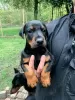 Photo №3. Adorable Doberman puppies. Lithuania