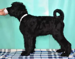 Additional photos: Puppies for sale Russian Black Terrier.