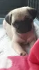 Photo №1. pug - for sale in the city of Vienna | 317$ | Announcement № 76007