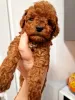 Photo №3. Toy poodle puppies for families. Ukraine