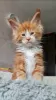 Photo №4. I will sell maine coon in the city of Wolverhampton. private announcement - price - 423$