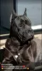 Additional photos: Cane Corso puppies