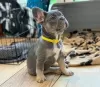 Photo №1. french bulldog - for sale in the city of Штутгарт | Is free | Announcement № 129618