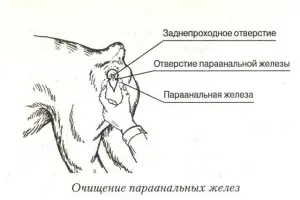 Photo №2. Veterinarian Services in Russian Federation. Price - 8$. Announcement № 5264