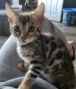 Photo №1. bengal cat - for sale in the city of Штутгарт | Is free | Announcement № 129063