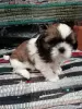 Additional photos: Purebred Shih Tzu puppies.