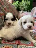 Additional photos: Lagotto Romagnolo puppies