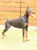 Additional photos: Doberman puppies