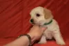 Additional photos: Havanese puppies