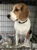 Photo №2 to announcement № 103232 for the sale of beagle - buy in United States private announcement