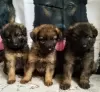 Additional photos: German Shepherd puppies