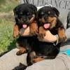 Photo №1. rottweiler - for sale in the city of Berlin | 317$ | Announcement № 92177