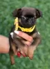 Additional photos: Brussels Griffon male puppies for sale