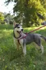 Additional photos: Siberian husky puppies