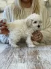 Photo №2 to announcement № 127981 for the sale of poodle (toy) - buy in Poland breeder