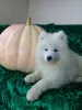 Additional photos: Samoyed puppies