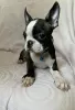 Additional photos: Boston Terrier, filhotes premium