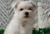 Photo №2 to announcement № 110060 for the sale of maltese dog - buy in United States private announcement