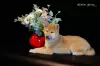 Photo №4. I will sell shiba inu in the city of Nizhny Novgorod. from nursery, breeder - price - negotiated