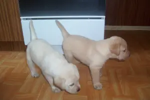 Photo №3. Delightful labrador puppies. Poland