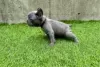 Photo №1. french bulldog - for sale in the city of Atlanta | 500$ | Announcement № 128144