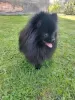 Photo №2 to announcement № 56282 for the sale of pomeranian - buy in Lithuania breeder