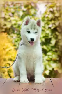 Photo №3. Blue eyed husky boy. Russian Federation