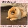 Photo №3. Amazing Pomeranian. Germany