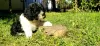 Additional photos: CAVAPOO tricolor puppy