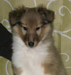 Additional photos: Shetland Shepherd Dog Puppy