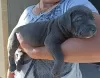 Additional photos: american bully