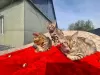 Additional photos: Bengals Kittens