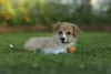 Additional photos: Welsh Corgi Pembroke puppies