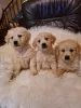 Photo №1. golden retriever - for sale in the city of Vilovo | 158$ | Announcement № 88101