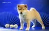 Photo №1. shiba inu - for sale in the city of Ukhta | negotiated | Announcement № 96191