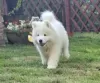 Photo №3. SAMOYED puppy male (FCI) born on June 7, 2024. Poland