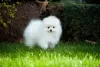 Photo №1. pomeranian - for sale in the city of Tampere | 350$ | Announcement № 111928