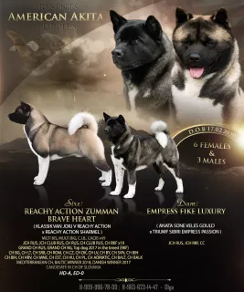 Photo №1. american akita - for sale in the city of Москва | 520$ | Announcement № 5937