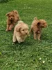 Photo №3. Toy poodle. Germany