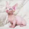 Photo №2 to announcement № 10836 for the sale of sphynx cat - buy in United Arab Emirates private announcement