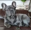 Photo №4. I will sell french bulldog in the city of Srbobran.  - price - 475$