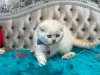 Additional photos: Kauniita Scottish fold kissanpentuja