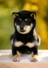 Photo №1. shiba inu - for sale in the city of Москва | 897$ | Announcement № 29449